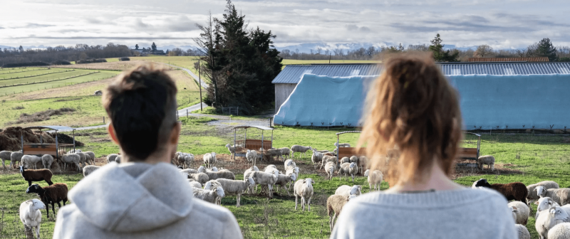 Visite de ferme et de la cooprative lainire